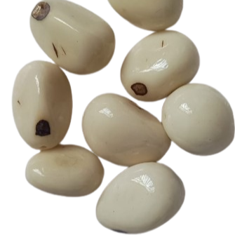 Semilla de Jarina Nac